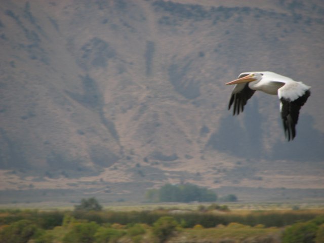 White Pelican